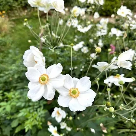 Familiaeres & Naturnahes Wohnen - Csodakert Case de vacanță Lokut